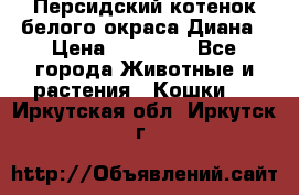 Персидский котенок белого окраса Диана › Цена ­ 40 000 - Все города Животные и растения » Кошки   . Иркутская обл.,Иркутск г.